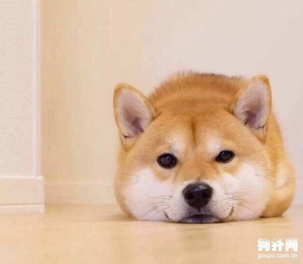 狗狗眼屎多是怎么回事，5種原因看看你家狗狗是哪種