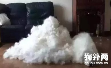 在給狗狗用剃毛器剃毛時需要注意哪些要點？