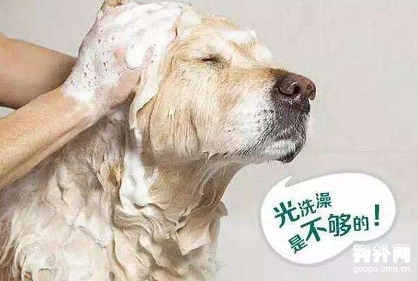 狗狗來月經能洗澡嗎？狗狗經期護理常識！
