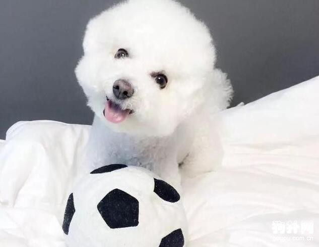 狗狗在尷尬期吃美毛粉有壞處嗎？