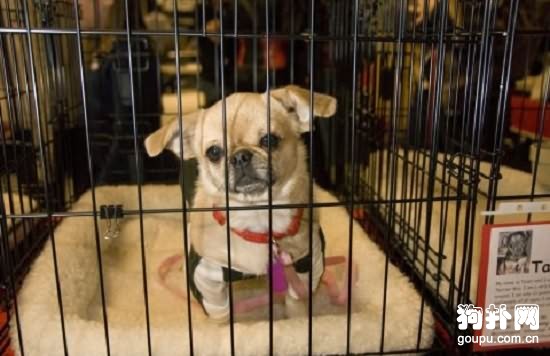 犬蛔蟲病癥狀- 犬蛔蟲病原因及治療方法
