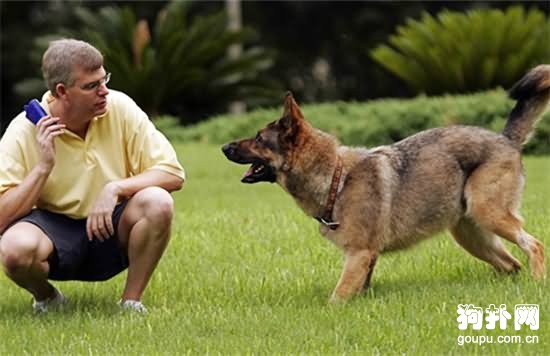 犬埃立希氏體病癥狀- 犬埃立希氏體病原因及治療方法