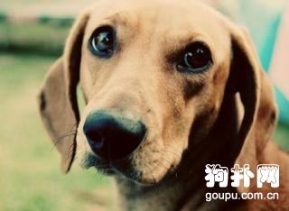 寵物狗眼睛水汪汪是眼睛生病的訊號