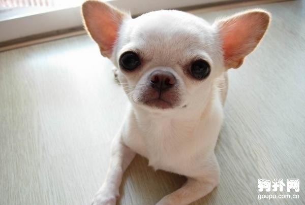 犬瘟熱的預防重于治療