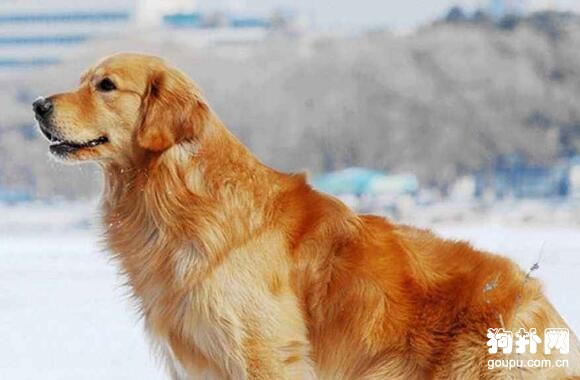 適合城市飼養的大中型犬有哪些？