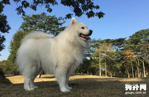 適合城市飼養的大中型犬有哪些？