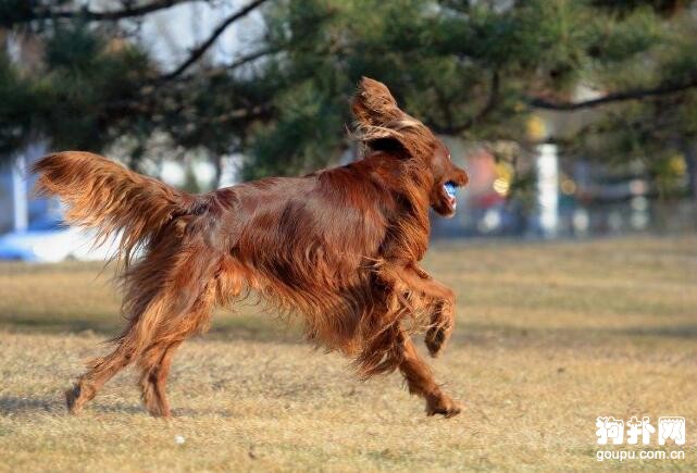 對孩子友善適合城市家庭飼養的十大狗狗品種