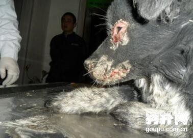 犬瘟熱癥狀- 犬瘟熱初期癥狀及治療方法