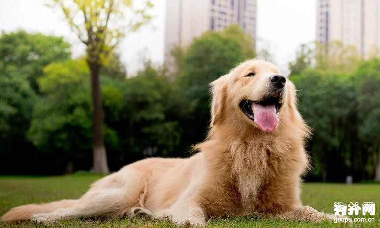 對孩子友善適合城市家庭飼養的十大狗狗品種