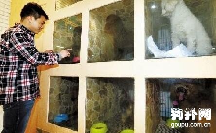 寵物寄養去哪兒？一天多少錢？