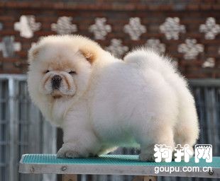 夏天犬心絲蟲癥狀及預防方法
