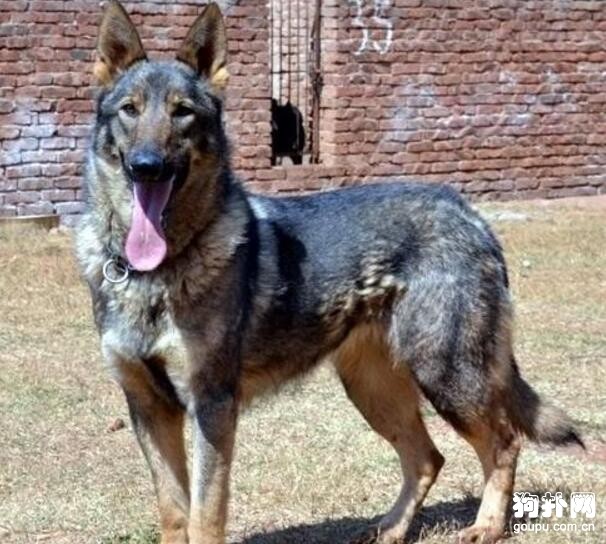 生活中常見的警犬都有哪些品種？都有哪些性格特點？