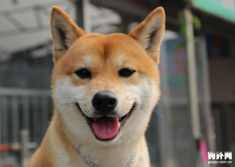 柴犬和秋田犬有什么分別？有什么辦法可以區分它們？