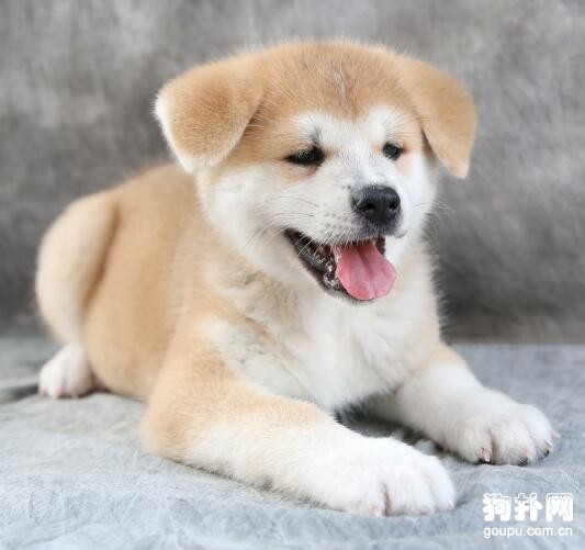 柴犬和秋田犬有什么分別？有什么辦法可以區分它們？