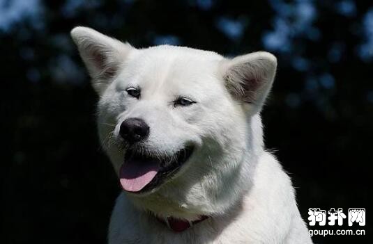 犬瘟熱癥狀- 犬瘟熱治療及預防方法