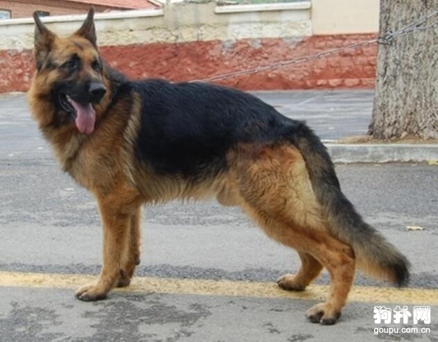 生活中常見的警犬都有哪些品種？都有哪些性格特點？