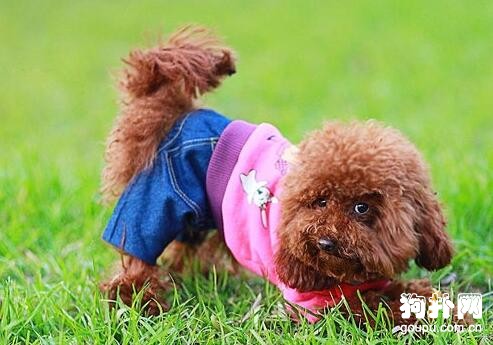 犬瘟熱的傳染途徑有哪幾種