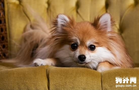 犬促甲狀腺素片的治療
