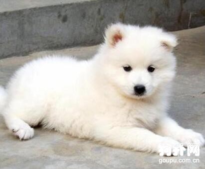 細小能治好嗎，犬細小病毒癥能否痊愈