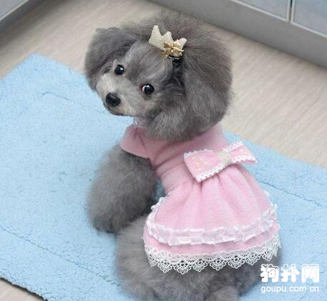 給狗狗打蝴蝶結的方法