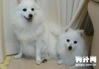 犬埃利希體病癥狀- 犬埃利希體病診斷及治療方法