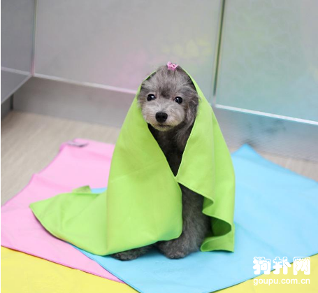 狗狗的洗澡用品之寵物香波的挑選