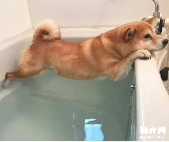 狗狗的洗澡用品之寵物香波的挑選