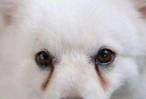 狗狗有淚痕怎么辦