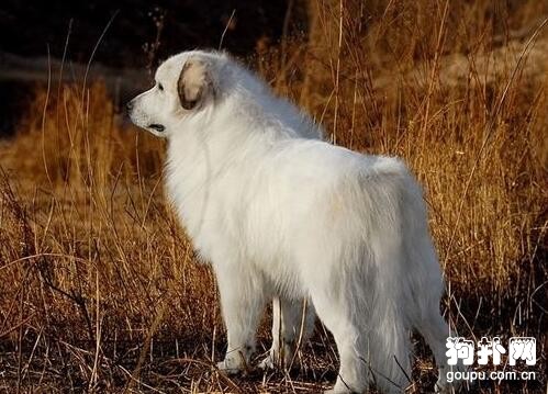 什么狗狗是白色的？