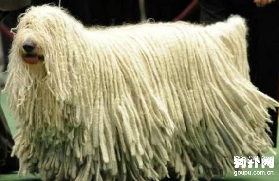 可蒙犬多少錢？拖把犬是什么犬？