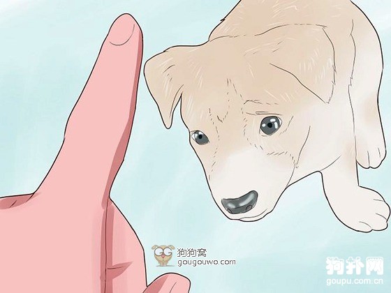 怎么訓練狗狗大小便- 狗狗大小便訓練全攻略