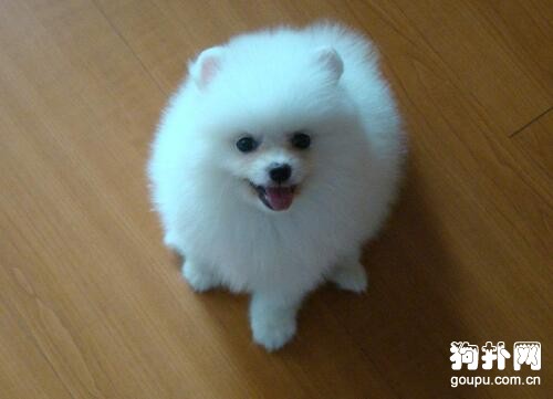 什么狗狗是白色的？