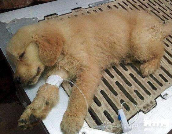 如何預防犬的腸炎型細小病毒病？