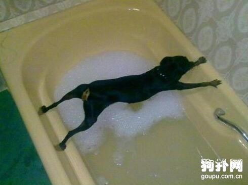 怎么給狗狗洗澡- 幫狗狗洗澡的9個步驟