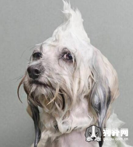 如何正確為狗狗洗澡