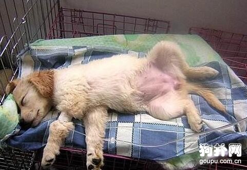 犬的腺病毒感染癥狀及預防方法