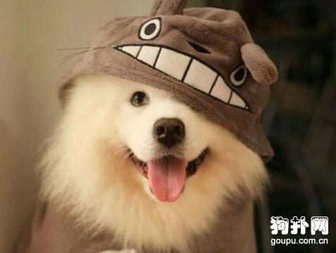 有狗狗不愛穿衣服的嗎？具體有哪幾種？