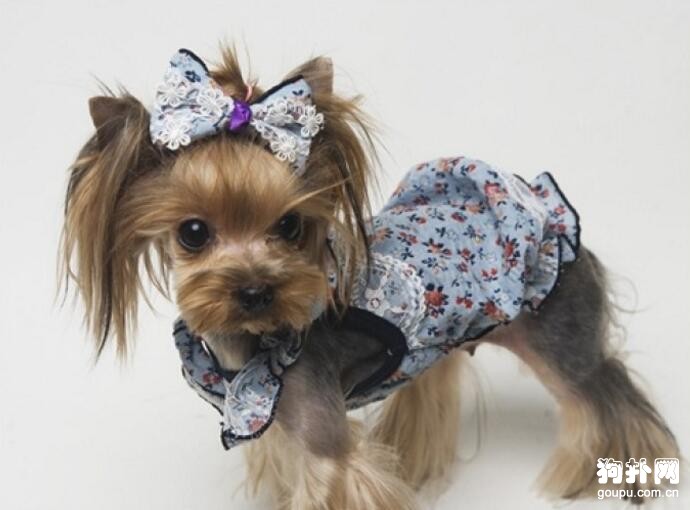 有狗狗不愛穿衣服的嗎？具體有哪幾種？