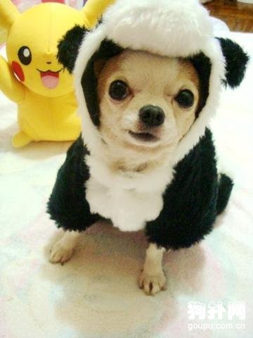 吉娃娃性格- 剖析吉娃娃犬的性格特點