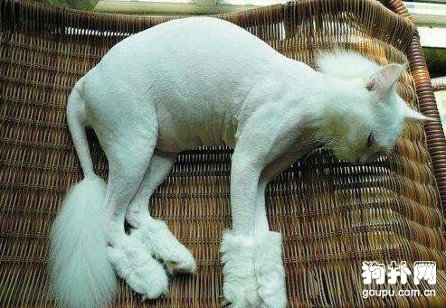 怎么給狗狗剪毛(美容且降溫)