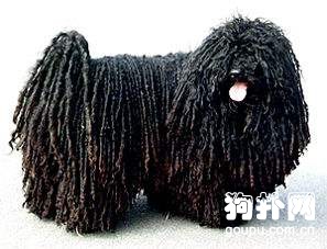 波利犬有哪些優缺點