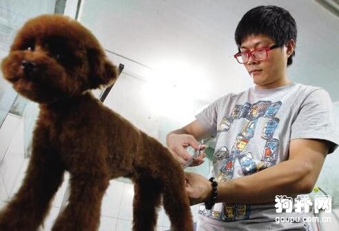 怎么給狗狗剪毛(美容且降溫)