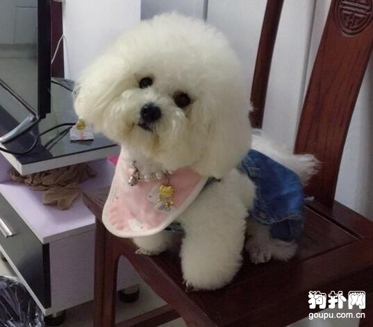 怎么訓練狗狗，懲罰狗狗千萬不能做的5件事