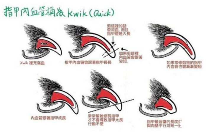給狗狗剪指甲需要注意的五大要點