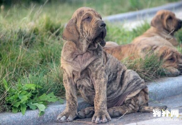 世界十大猛犬排名，前五都是狠角色，戰斗力爆表