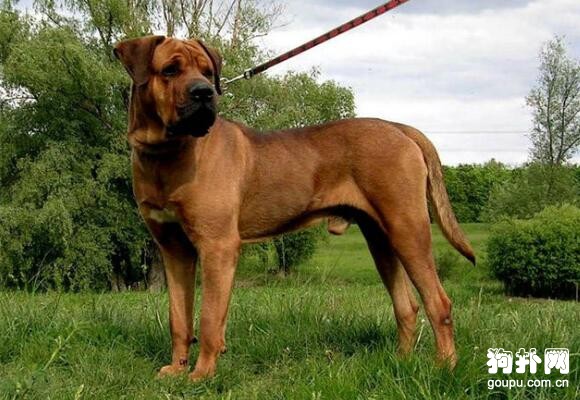 世界十大猛犬排名，前五都是狠角色，戰斗力爆表