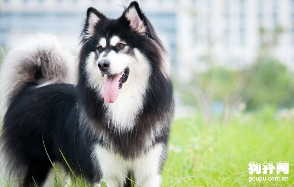 適合家養的大型犬有哪些，最適合家養的4種大型犬排名