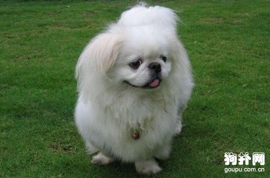 最適合家養的4種小型犬品種推薦