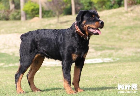 世界十大猛犬排名，前五都是狠角色，戰斗力爆表