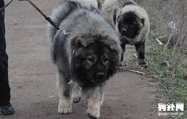 適合家養的大型犬有哪些，最適合家養的4種大型犬排名